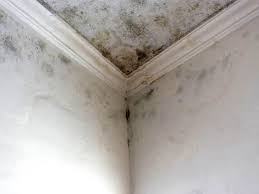 Best Attic Mold Removal  in Sonoma, CA